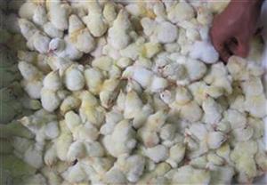 Thuyết minh về bộ gà Bố Đông tảo (Khoái Châu - Hưng Yên) và Mẹ Lương Phượng