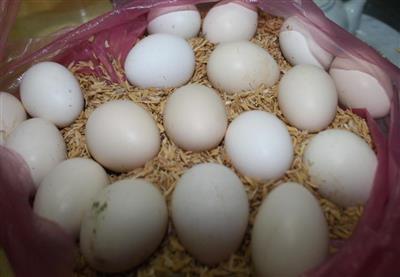 Gà Đông Tảo Thuần - Trứng giống