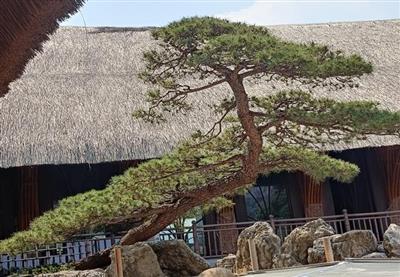 Cây Thông Bonsai  - Cảnh Quan VIP 1