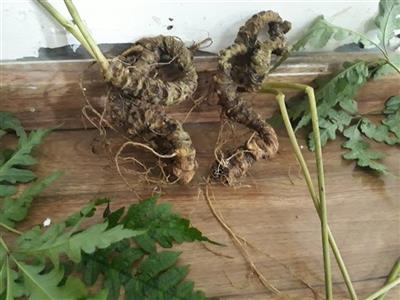 Tam Thất Vũ Diệp - 01 Năm