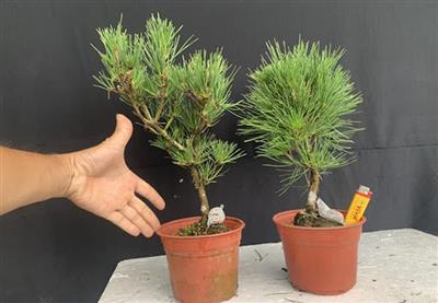 Cây Thông - Phôi Bonsai