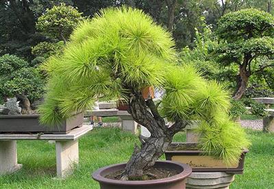 Cây Thông - Bonsai Chậu