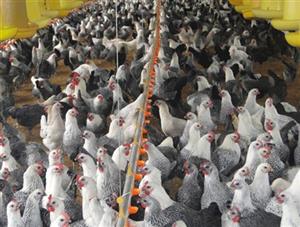 Giới thiệu giống gà Ai Cập, giống gà siêu trứng hiệu quả kinh tế cao