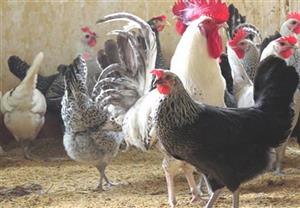 Quy trình nuôi gà siêu trứng: Gà ai cập, Gà ai cập lai (AG1) trọn bộ