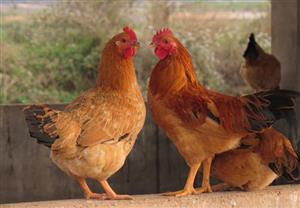 Quy trình nuôi gà thả vườn theo tiêu chuẩn VietGahp