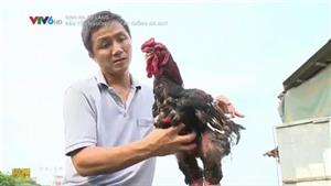VTV6 - với mô hình bảo tồn gen các giống gà quý của Việt Nam, anh Hòa đã là tỷ phú ở tuổi 35.