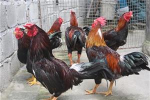 Thuyết minh về giống gà Đông Tảo lai, Bố Đông Tảo mẹ gà Ri vàng rơm